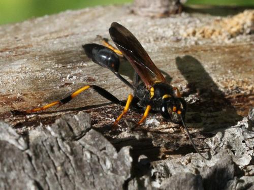 Réf. 184 547 : Sceliphron caementarium